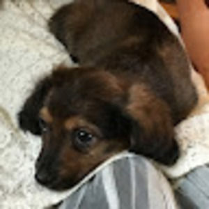 Meet your Posher, Holly